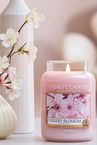 Product image of Cherry Blossom